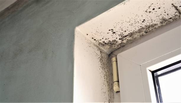 Best Emergency Mold Remediation  in Alhambra, CA