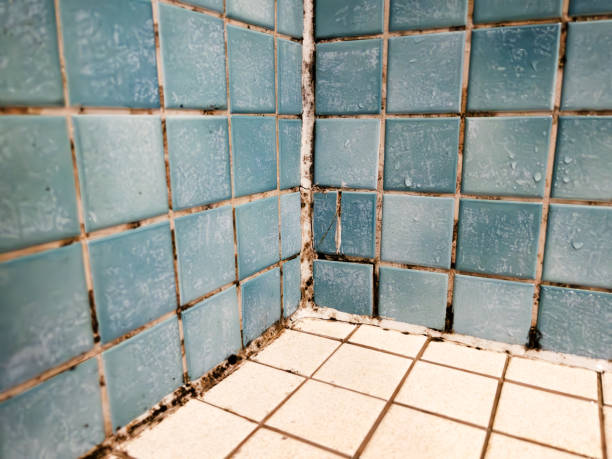Best Mold Damage Restoration  in Alhambra, CA